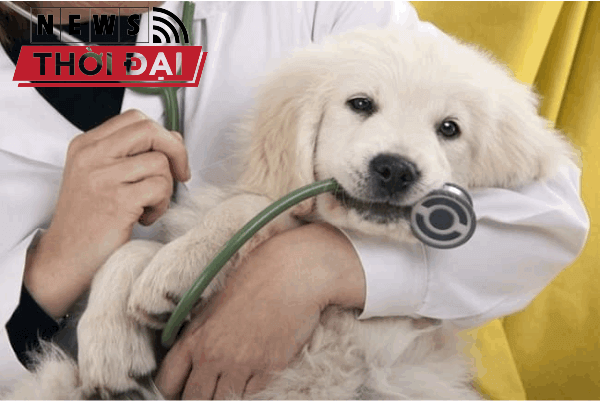 List 4 Phòng Khám Thú Y Quận 4 Tại TPHCM Từ A – Z