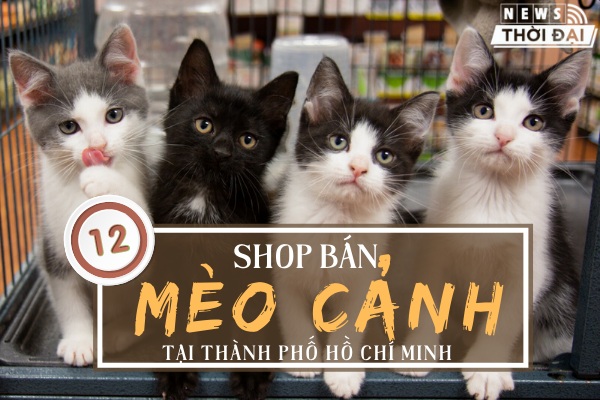 Khám Phá 12 Shop Bán Mèo Cảnh TPHCM Siêu Đẹp