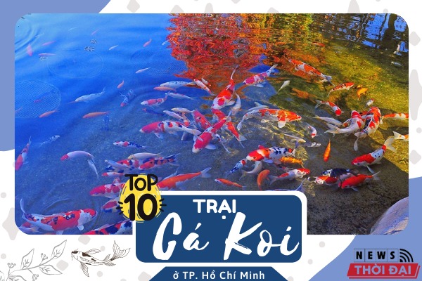 Khám Phá 10 Địa Chỉ Trại Cá Koi TPHCM Uy Tín